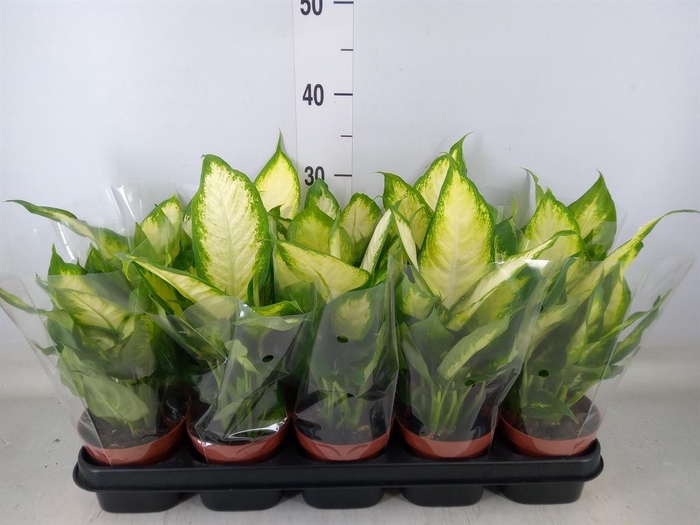 <h4>Dieffenbachia 'Camilla'</h4>