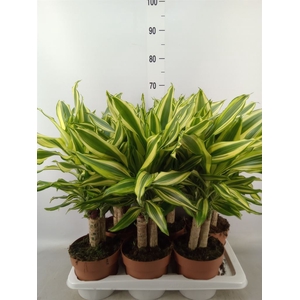 Dracaena frag.   ...