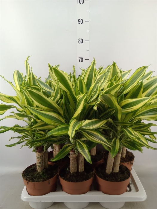 <h4>Dracaena frag.   ...</h4>