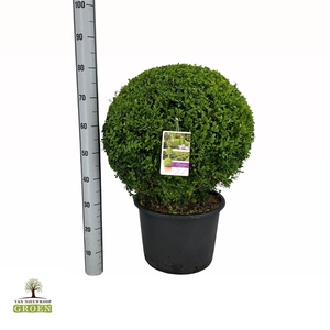 Buxus sempervirens Bol 60