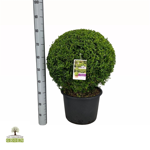 <h4>Buxus sempervirens Bol 60</h4>