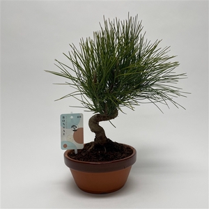 Pinus Thunbergii Bonsai 'Shape' 17 cm