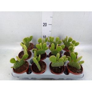 Opuntia microdasys var. pallida