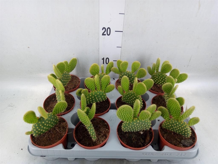 <h4>Opuntia microdasys var. pallida</h4>