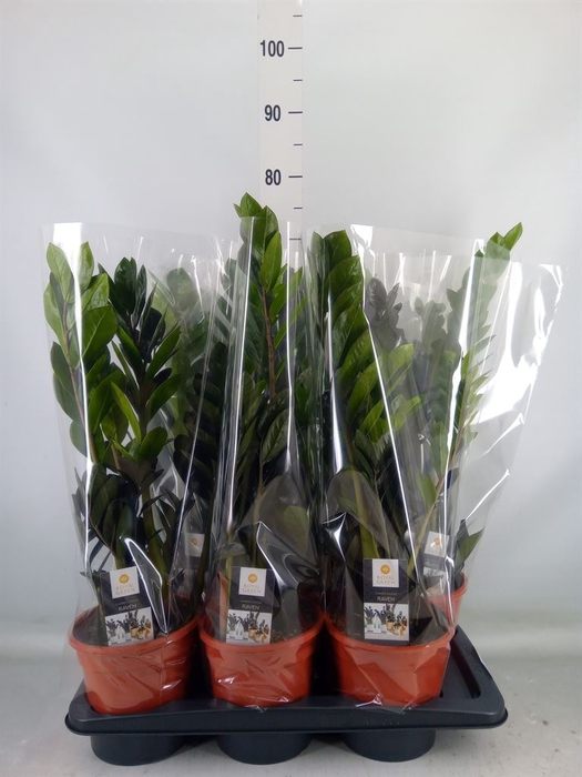 <h4>Zamioculcas zamiifolia 'Dowon'</h4>