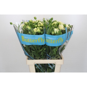 Ranunculus Butterfly Graces