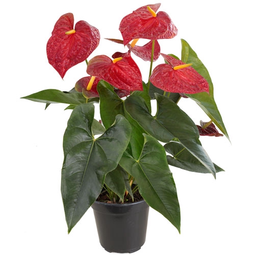 <h4>ANTHURIUM P12 VERMELHO</h4>