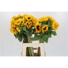 Helianthus Orange Fire