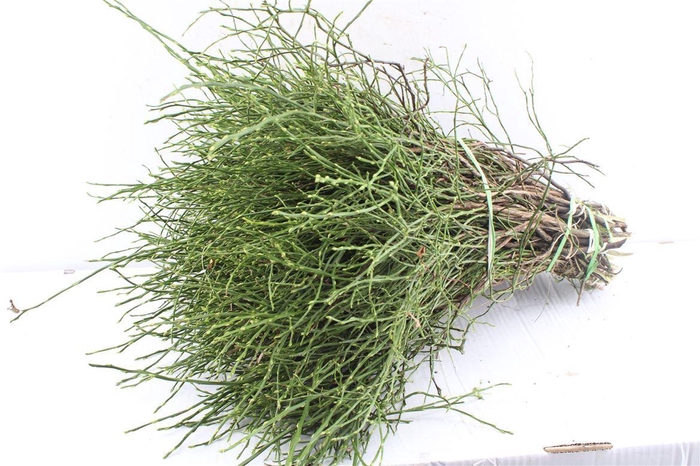 <h4>Heidelbeer Vaccinium Myrtillus</h4>