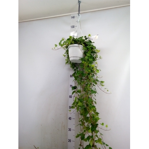 Hedera helix 'Anna'