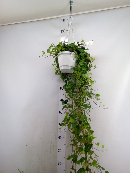 <h4>Hedera helix 'Anna'</h4>