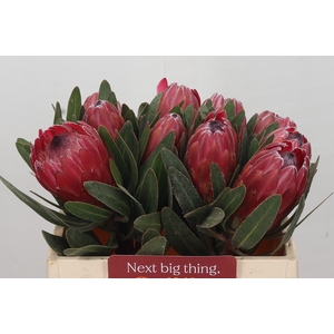 Protea Red Ice