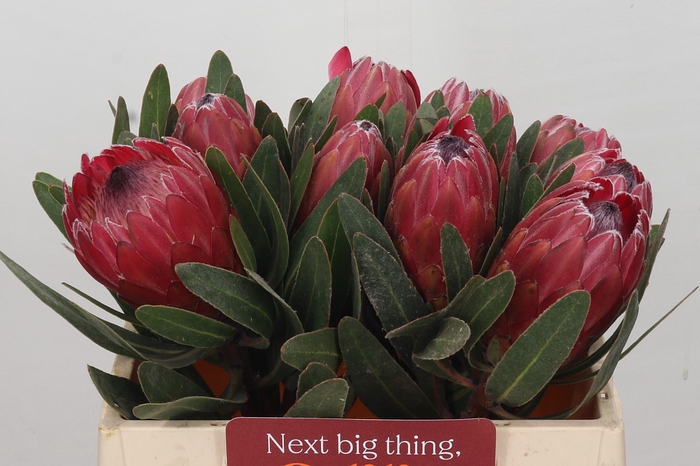 Protea Red Ice