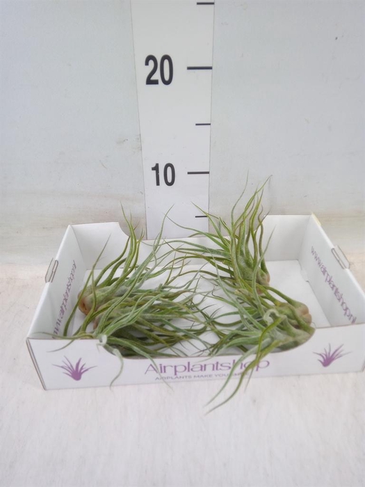 <h4>Tillandsia</h4>