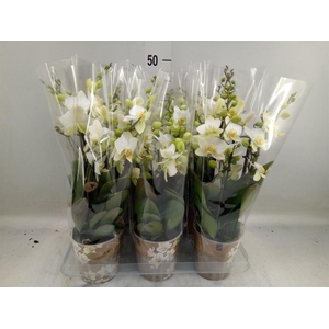 Phalaenopsis multi. 'Ant Lausanne'