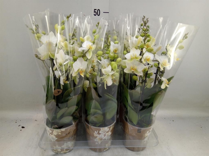<h4>Phalaenopsis multi. 'Ant Lausanne'</h4>