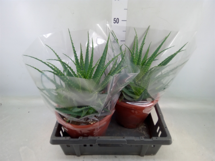 <h4>Aloe arborescens</h4>