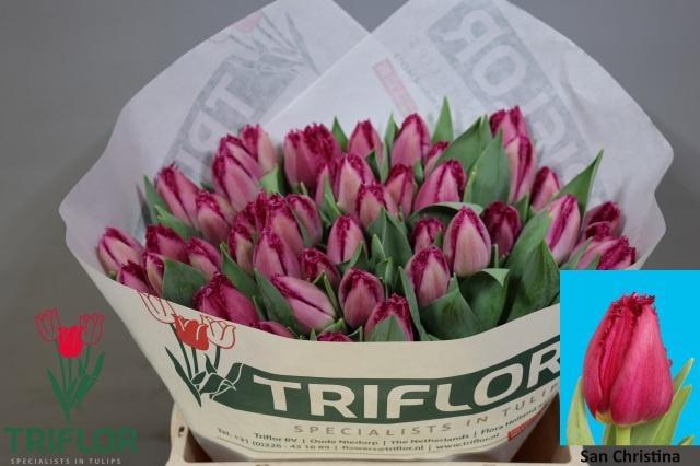 <h4>TU FR SAN CHRISTINA</h4>