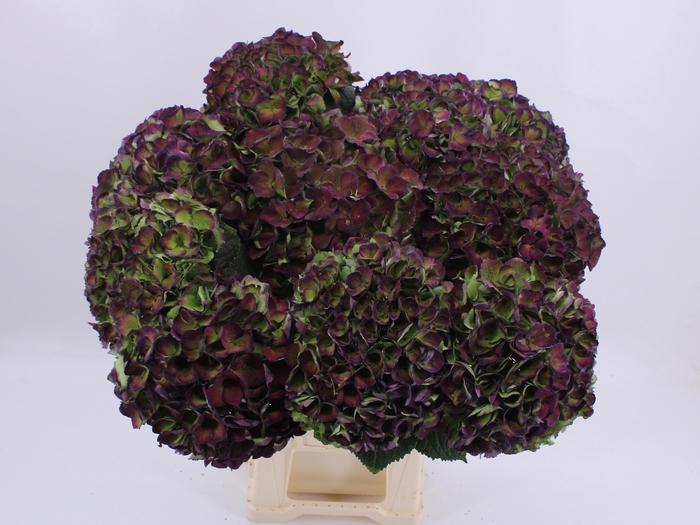 <h4>HYDR M MAG OPAL CL</h4>