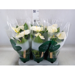 Anthurium andr. 'Samora'