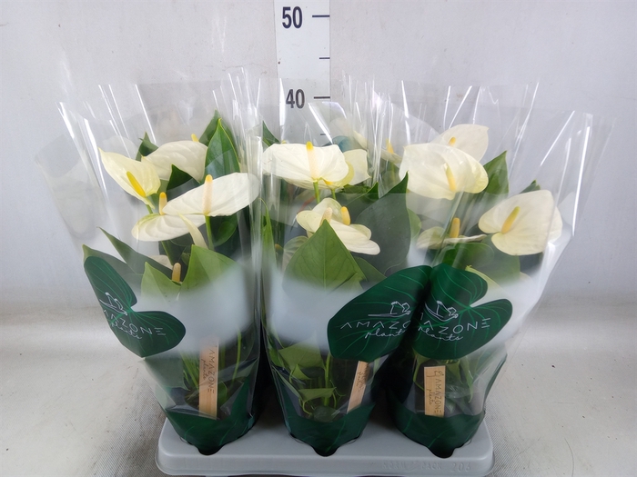 <h4>Anthurium andr. 'Samora'</h4>