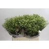 Limonium China Lemon
