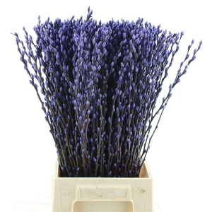 Salix Snow Flake Klb Milka