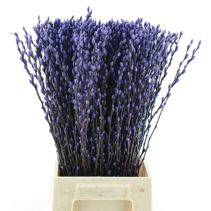 <h4>Salix Snow Flake Klb Milka</h4>