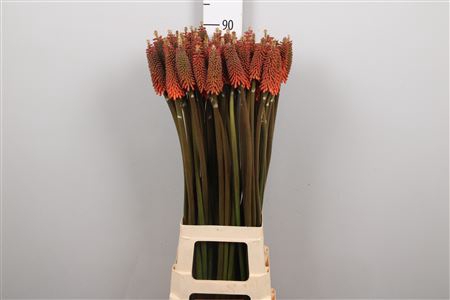 <h4>Kniphofia Alcazar</h4>