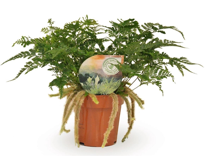 <h4>Humata Tyermannii</h4>