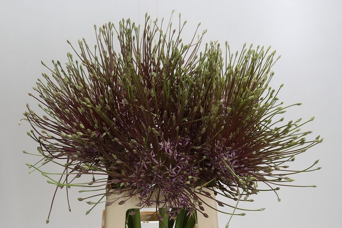 <h4>Allium Schubertii</h4>