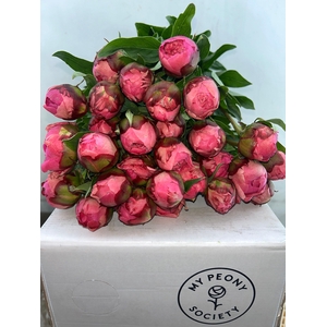 Paeonia Dr A Fleming
