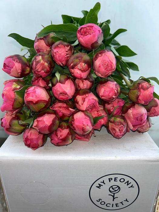 Paeonia Dr A Fleming