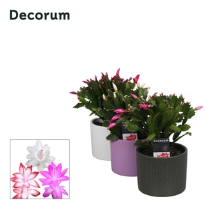 Schlumbergera - 13 cm - Keramiek Gemma - mix- Deco