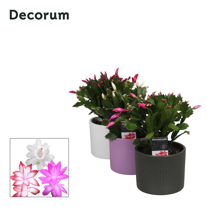 <h4>Schlumbergera - 13 cm - Keramiek Gemma - mix- Deco</h4>