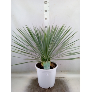 Yucca rostrata