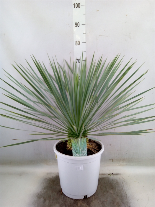 <h4>Yucca rostrata</h4>