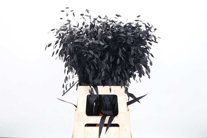 Chasmantium Kl Bh Zwart