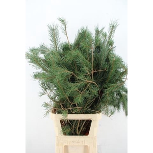 PINUS ALASKA PER STEM 130CM