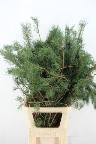 <h4>PINUS ALASKA 130CM PER STEM</h4>