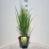 Panicum virgatum