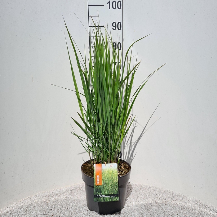 Panicum virgatum