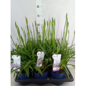 Agapanthus  'Amourette Superb'