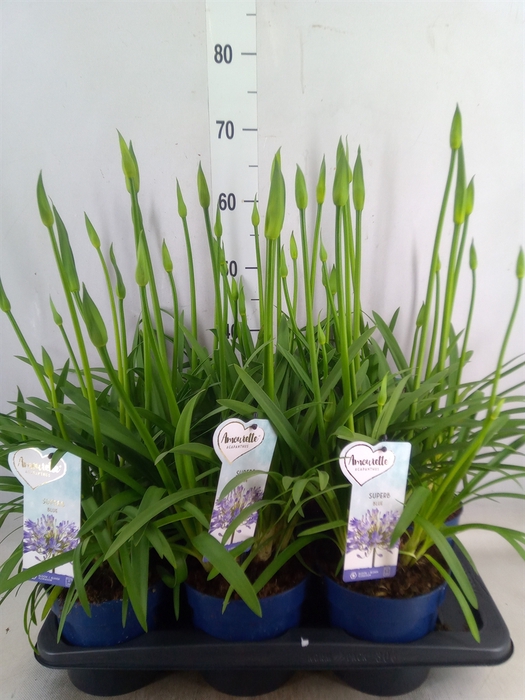<h4>Agapanthus  'Amourette Superb'</h4>