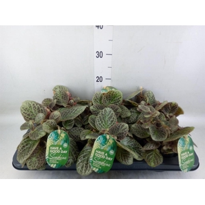 Episcia cupreata 'Shimmer'