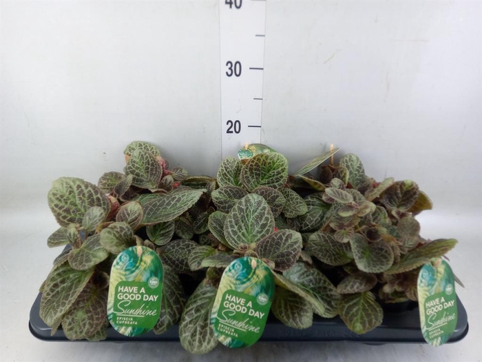 <h4>Episcia cupreata 'Shimmer'</h4>