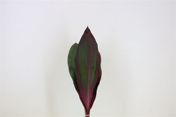 <h4>Cordyline Blad Rood</h4>