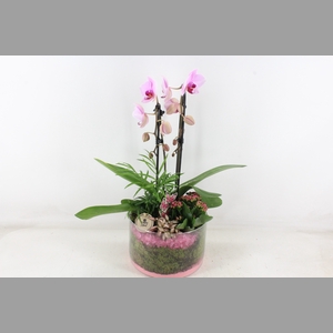 arr2 PL - Glas cilinder Phal - roze