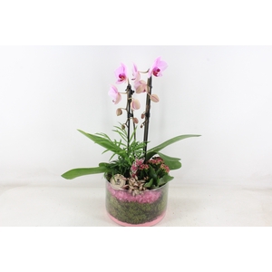arr2 PL - Glas cilinder Phal - roze