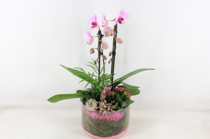 <h4>arr2 PL - Glas cilinder Phal - roze</h4>